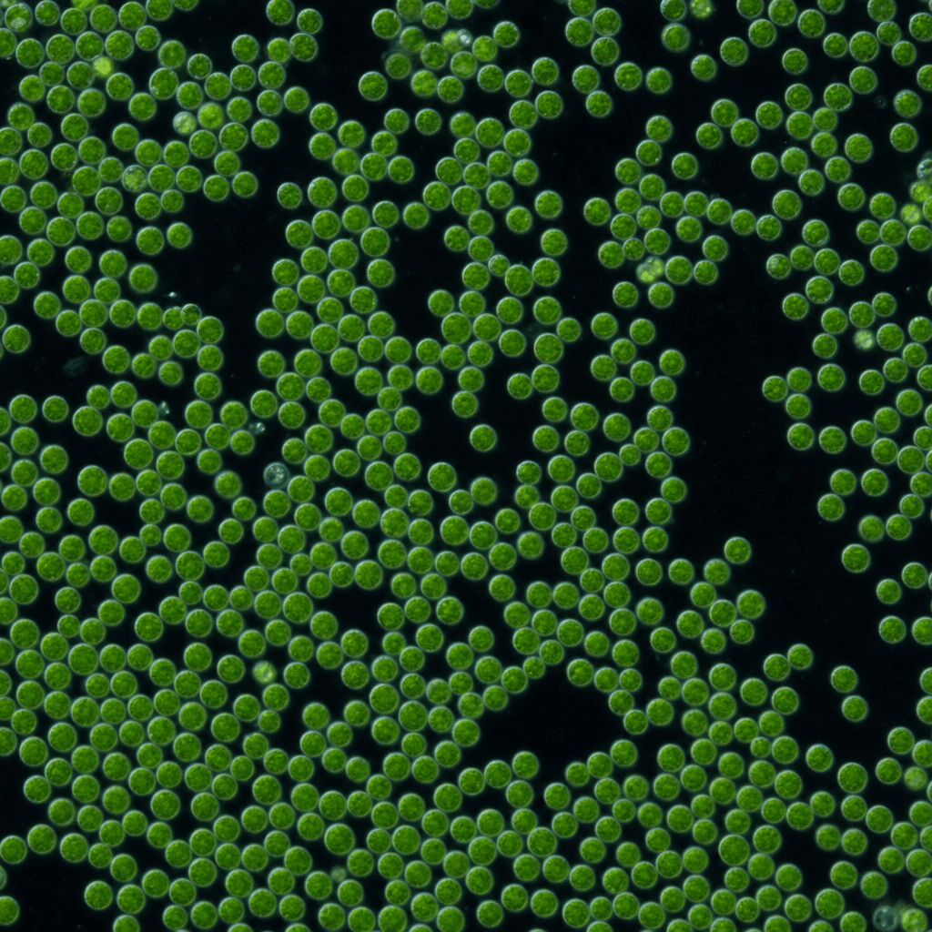 Nannochloropsis (Nannochloropsis spp.)