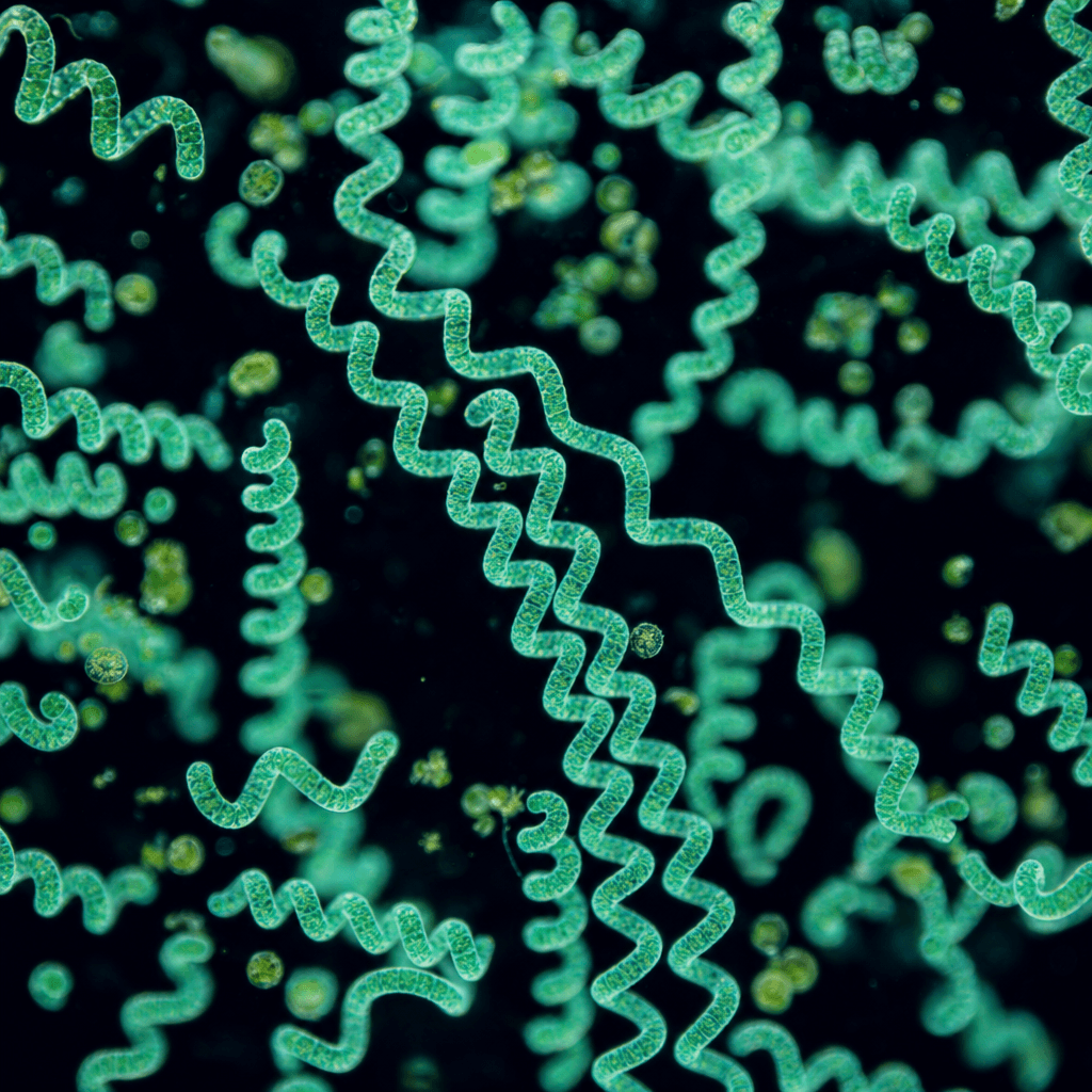 Spirulina (Arthrospira platensis / A. maxima)